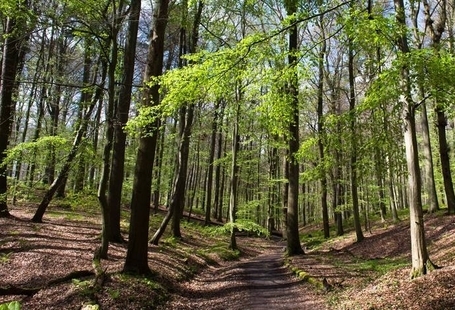 la-foret-de-soignes-les-etangs-de-watermaelboitsfort-et-les-pierres-polies