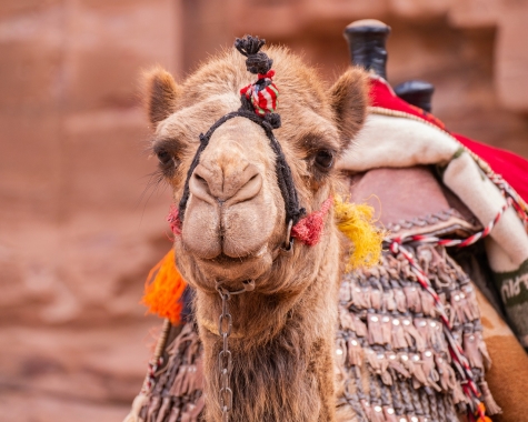 camel-g304c2f9461280.jpg