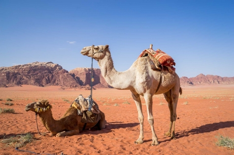 camel-gbe56628921280.jpg