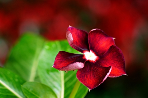 madagascar-periwinkle-70225071280.jpg