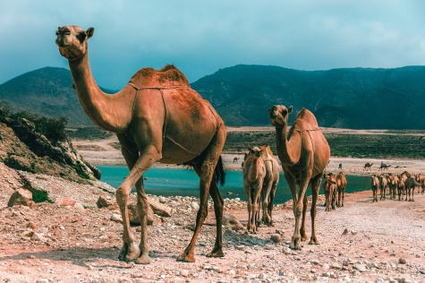 oman-gbcc0062981920.jpg