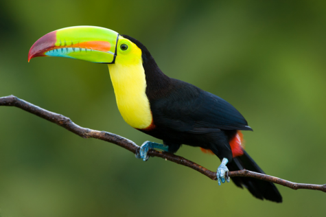 toucan.png