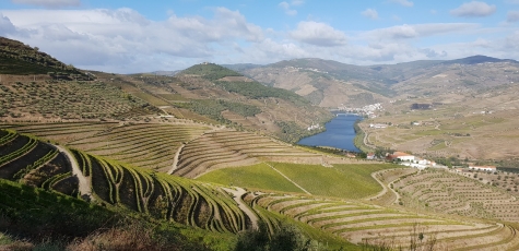 vineyard-g1e214749b1280.jpg