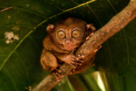 thewildprimate-tarsier-103270551920.jpg